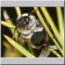 Stylops melittae - Faecherfluegler m24 5mm an Andrena vaga.jpg